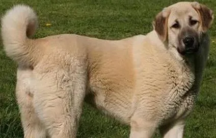  安娜图牧羊犬的特点 具有非常强的耐力 | 安娜图牧羊犬