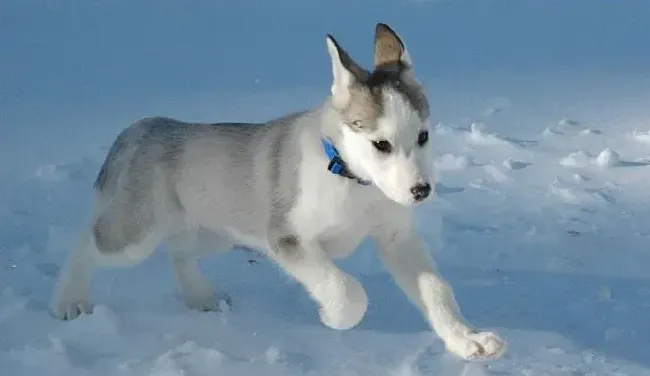 阿拉斯加犬|自家主人给阿拉斯加雪橇犬接种疫苗需要注意哪些事情