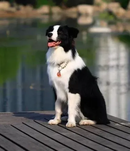 边境牧羊犬|主人应注意边境牧羊犬的四季健康护理