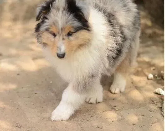 苏格兰牧羊犬|苏格兰牧羊犬食欲不太好，有眼屎鼻子干怎么回事
