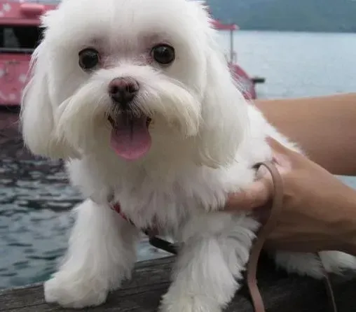 马尔济斯|我家的马尔济斯犬昨晚一直咳嗽如何是好