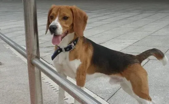 比格犬|宠物专家教你如何分辨比格犬狗粮质量的好坏