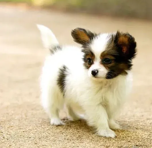 蝴蝶犬|蝴蝶犬换牙期间可以吃什么东西