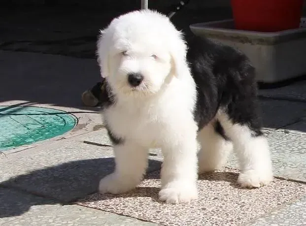古代牧羊犬|饲养知识 古代牧羊犬一生的呵护