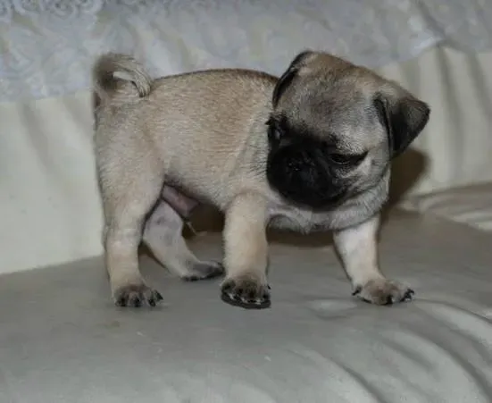 巴哥犬|巴哥犬吃完东西后拉稀了是什么情况