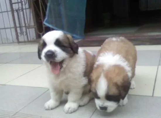 圣伯纳犬|怎样让圣伯纳犬养成良好的饮食习惯