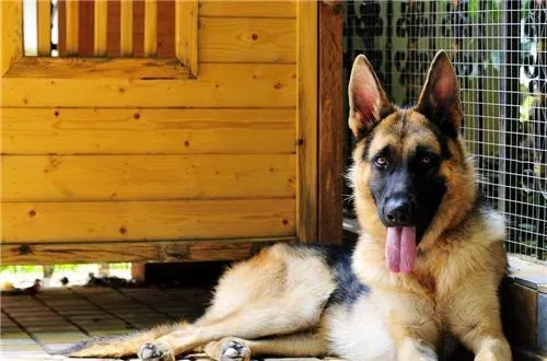 德国牧羊犬幼犬打不打疫苗 这是必须要打的 | 德国牧羊犬