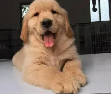 金毛|如何清除金毛犬可恶的耳垢