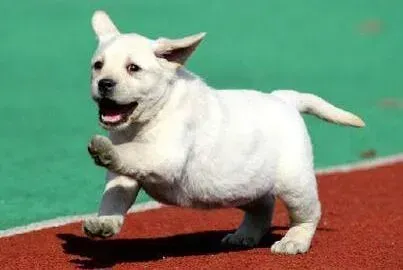 拉布拉多|对拉布拉多犬进行教养训练的细则分享