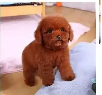 泰迪犬|泰迪犬吃什么食物对身体有好处