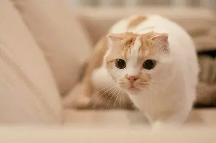 苏格兰折耳猫的颜色 折耳猫的颜色很多 | 折耳猫