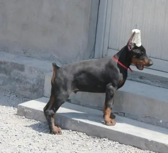 杜宾犬|护理杜宾犬耳道最简单易行的方法有哪些