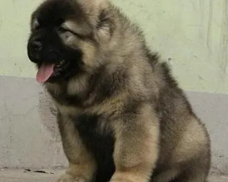 高加索犬|怎样给高加索犬进行孕前检查
