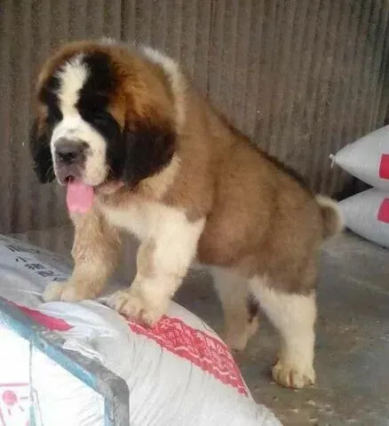 圣伯纳犬|圣伯纳犬发烧流鼻涕已经打针了不会有事吧