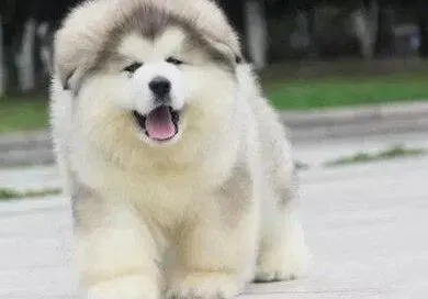 阿拉斯加犬|人工喂养阿拉斯加雪橇犬需要注意的事情有哪些