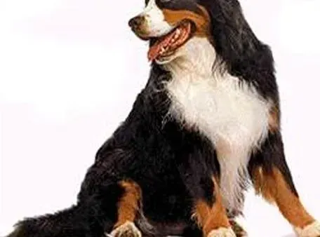 伯恩山犬|新手必备全书之如何科学喂养伯恩山犬