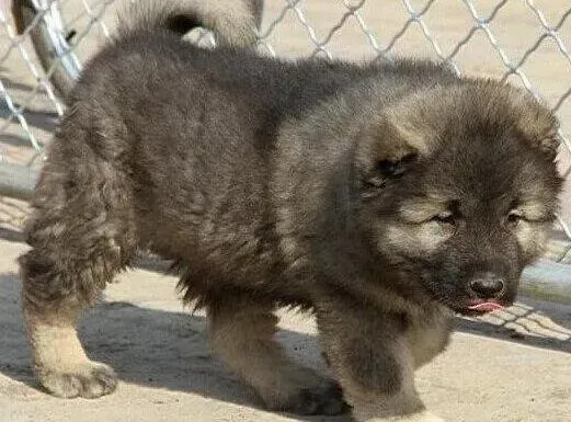 高加索犬|高加索犬拉肚子了该怎么办