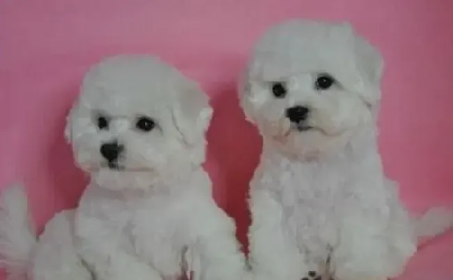 比熊犬|新健康圣经 比熊犬脱毛症的六大形式
