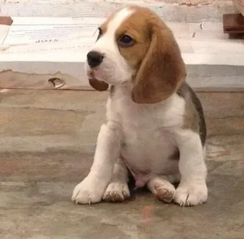 比格犬|四个月的比格犬适合吃什么狗粮