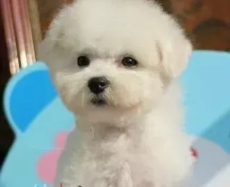比熊犬|比熊犬患上细小第五天 开始发烧为什么