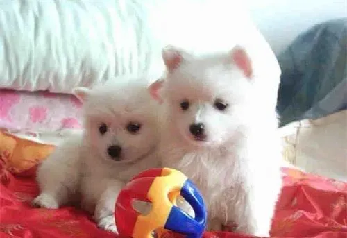 银狐犬特征 银狐犬的步态骄傲 | 银狐犬