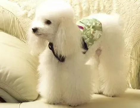 贵宾犬|诠释繁育知识 熟悉贵宾犬的发情特点
