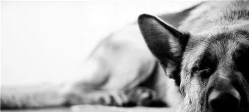 德国牧羊犬幼犬打不打疫苗 这是必须要打的 | 德国牧羊犬