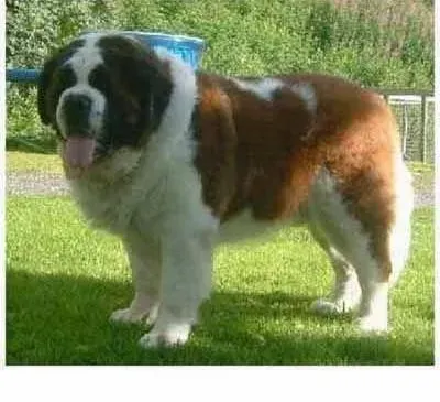 圣伯纳犬|怎么才能让圣伯纳犬健康度过夏季