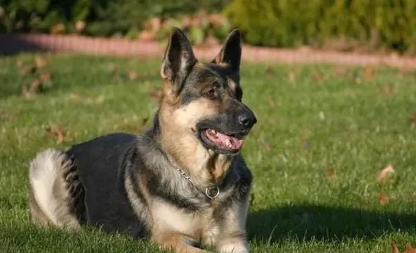 德国牧羊犬|计划生育好 德国牧羊犬也需要遵守么