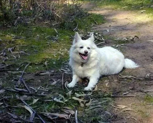 银狐犬|秋季饲养银狐犬的五个基本点