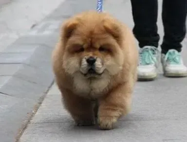 松狮犬|饲养松狮犬会给你的生活带来哪些改变