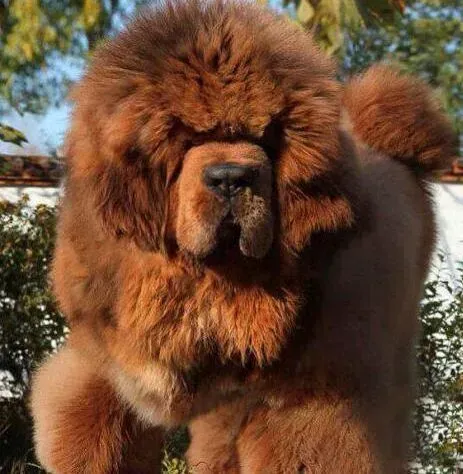 藏獒|怎样让藏獒彻底的臣服我们