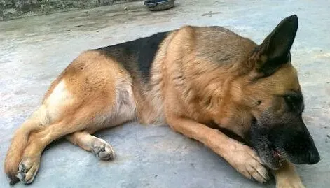 德国牧羊犬吃什么好 狗粮是德牧食用最多的 | 德国牧羊犬
