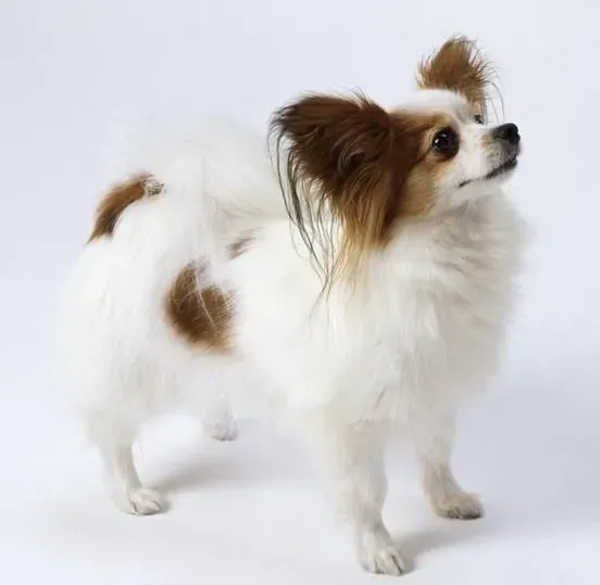 蝴蝶犬|蝴蝶犬营养不良还有低血糖该怎么治疗