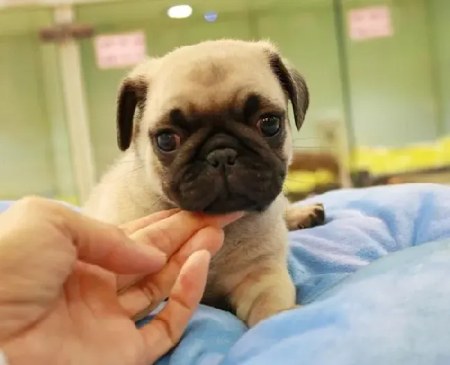 巴哥犬|巴哥犬不可以喂的太饱的原因