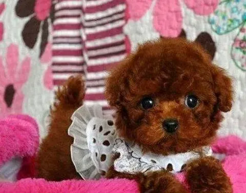 泰迪犬|泰迪犬最近掉毛很厉害是怎么回事 有缓解的方法吗