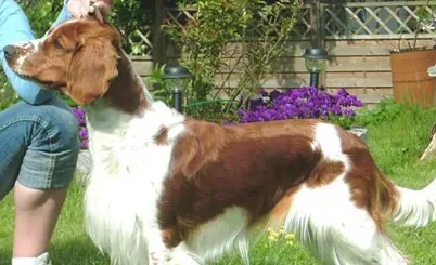 威尔斯激飞猎犬的养护常识 泪痕治疗方法 | 威尔斯激飞猎犬