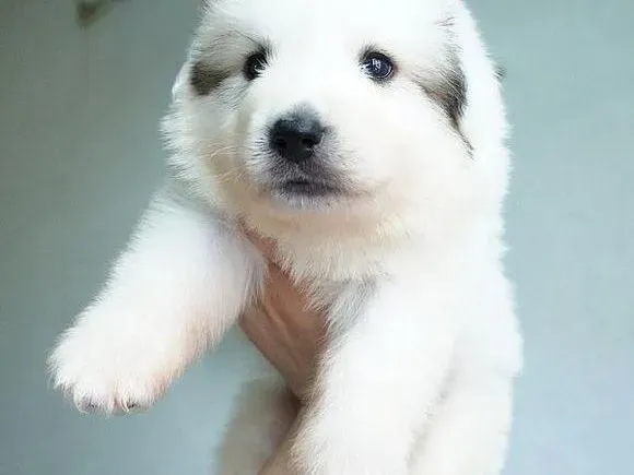 大白熊犬|大白熊犬身上皮肤病应如何医治