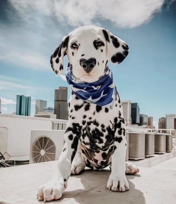 麦町犬的爱心鼻成独特标记 网友高呼太可爱了