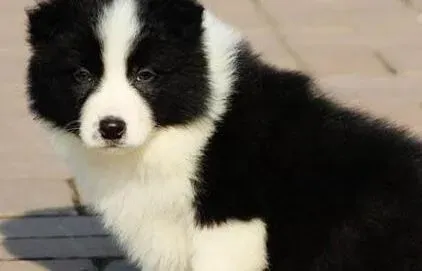 边境牧羊犬|边境牧羊犬长了螨虫应该给它打什么针
