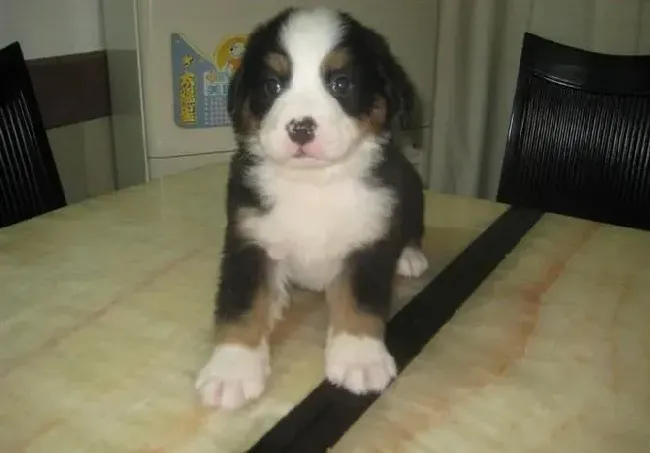伯恩山犬|伯恩山犬犬瘟 挂完水不想进食正常吗