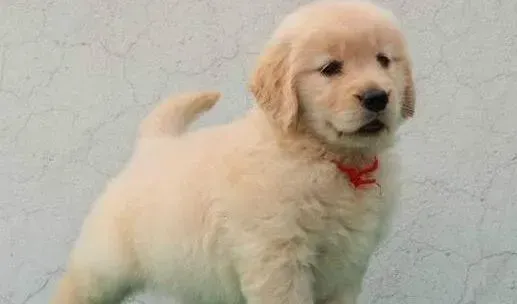 金毛|金毛犬应该每天吃多少狗粮