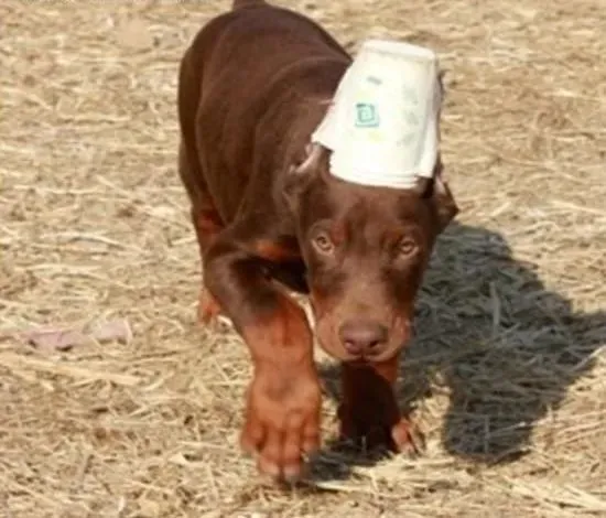 杜宾犬|饲养杜宾犬是很困难的事情吗