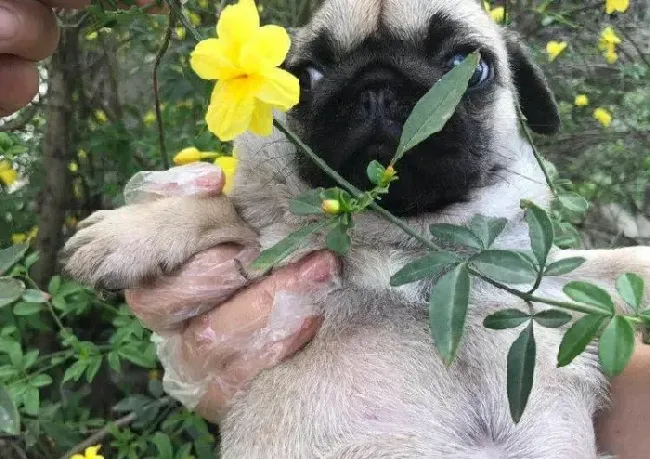 巴哥犬|巴哥犬最近有点发烧，如何帮助它退烧