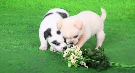 狗有什么病 狗狗易得的8种疾病解析 | 狗