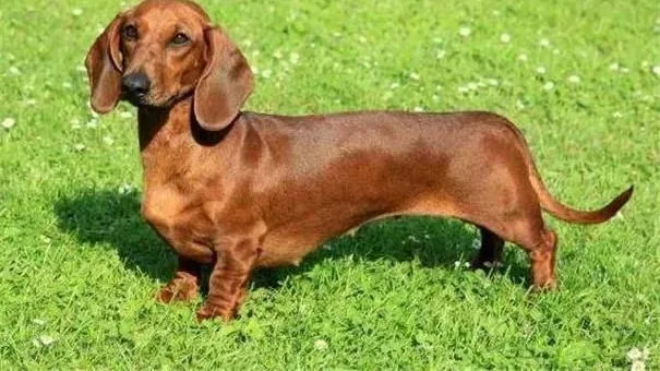 腊肠犬|如何给腊肠犬的耳朵眼睛和臀部做美容