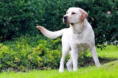 怎样训练拉布拉多犬 该犬反应能力强 | 拉布拉多