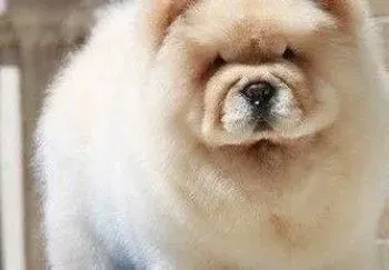 松狮犬|选择饲养松狮犬之前必须了解的知识