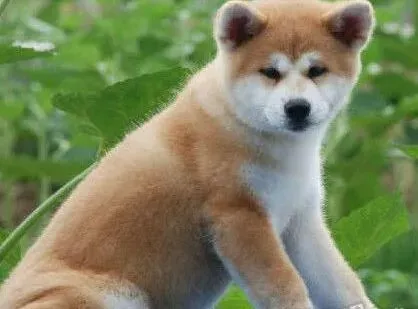 秋田犬|让秋田犬适应刷牙的小妙招