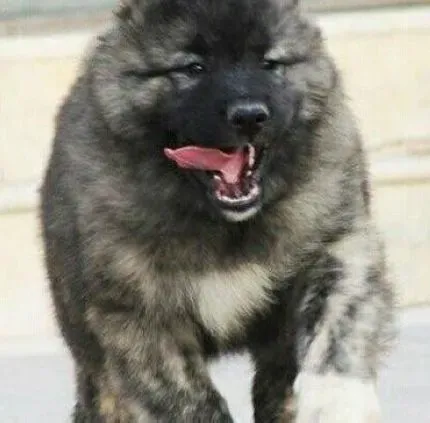 高加索犬|训练集锦 怎样对高加索犬幼犬的进行调教